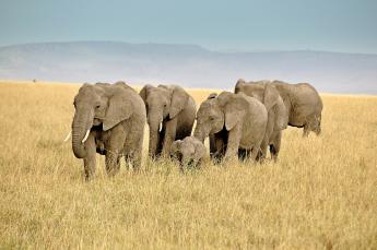 AFRICA NEWS | Issue 6. May 2015