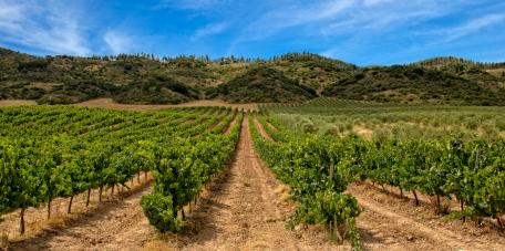 La Rioja to host 2023 edition of the UNWTO Global Conference on Wine Tourism
