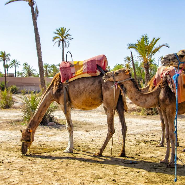 UNWTO and Google Partner to Guide Restart of African Tourism  