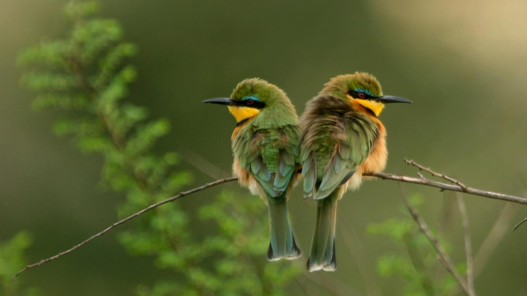 A United Vision for Nature - 'Nature Positive' Report Marks New Collaborative Era in Travel & Tourism